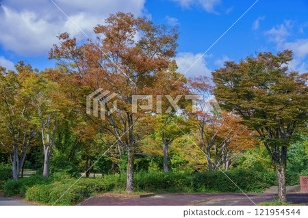 美麗的秋葉在藍天的襯托下 121954544