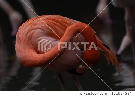 Flamingo  121954584