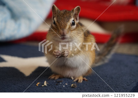 松鼠吃食物 121955229