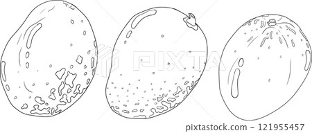 Hand drawn line mango. Tropical fruit coloring pages 121955457