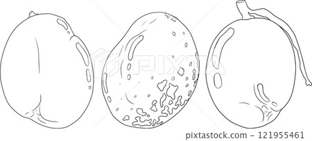 Hand drawn line mango. Tropical fruit coloring pages 121955461