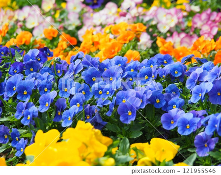 五顏六色的中提琴花田紫羅蘭 121955546