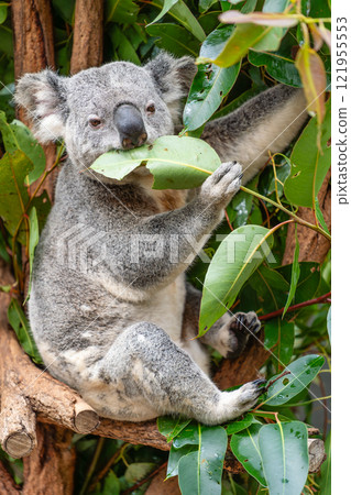 Vertical photo of koala eating leaves 121955553