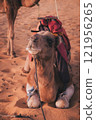 Cute camel sitting in the desert 121956265
