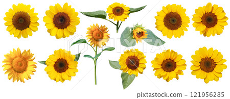 collection of vibrant sunflowers arranged on a white background, ideal for use in educational materials, design templates, floral catalogs, or botanical research displays. 121956285
