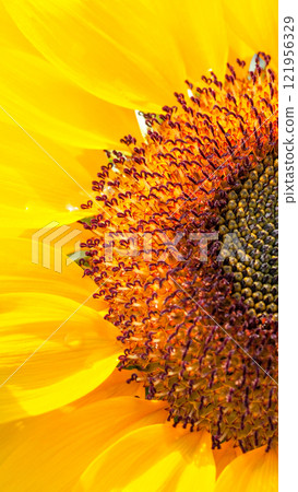 A vibrant close-up of a sunflower, highlighting its intricate details with bright yellow petals and rich, textured center. Ideal for nature-themed designs and backgrounds. 121956329