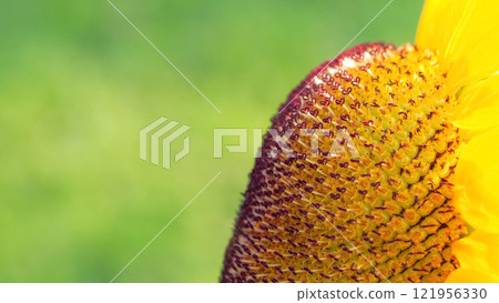 A close-up of a sunflower's intricate seed pattern, set against a blurred green background, suitable for agricultural content, nature education materials, or highlighting botanical details in design 121956330