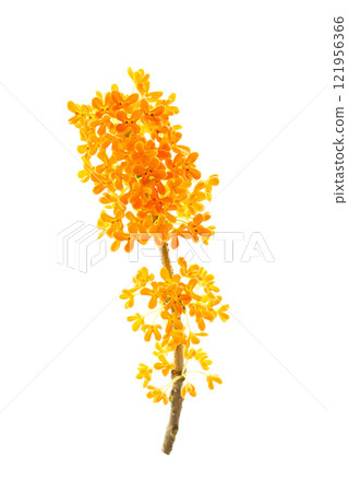 Osmanthus flower, white background Osmanthus flower, white background 121956366