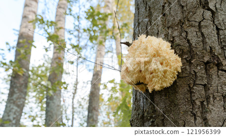 edible mushroom of the genus Hericium attached to a tree trunk in the forest edible mushroom of the genus Hericium attached to a tree trunk in the forest 121956399