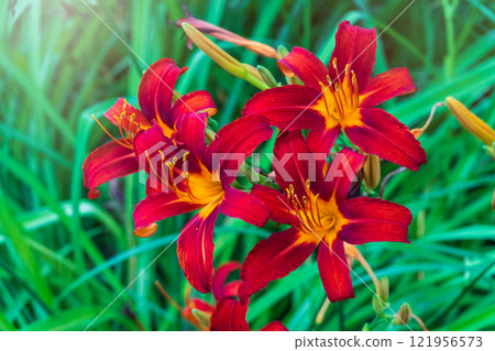 Close up of a single orange day lily, Hemerocallis fulva, in full bloom. Close up of a single orange day lily, Hemerocallis fulva, in full bloom. 121956573