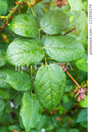 Branch of rose leaves with water drop 121956574