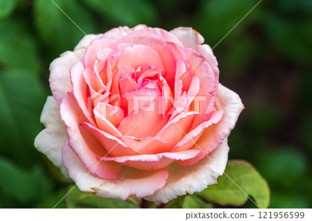 Close-up of a pink rose on green background 121956599