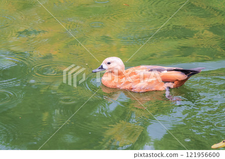 Ruddy Shelduck, or red duck, lat. Tadorna ferruginea, swimming on a lake. 121956600