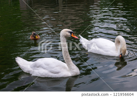 Two Graceful white Swans swimming in the lake, swans in the wild 121956604