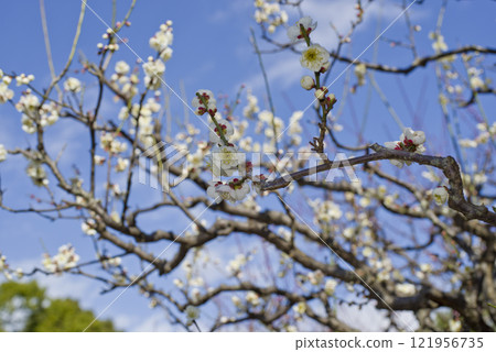 藍天下的梅園裡，潔白的梅花競相綻放。 121956735