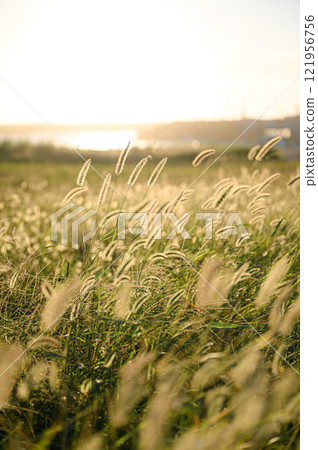 Meadow illuminated by the setting sun Meadow illuminated by the setting sun 121956756