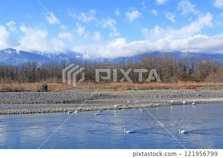 Azumino in winter: Swans on the Sai River Azumino in winter: Swans on the Sai River 121956799