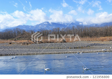Azumino in winter: Swans on the Sai River 121956800
