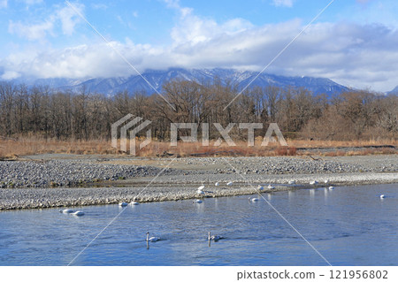 Azumino in winter: Swans on the Sai River 121956802