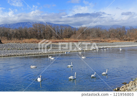 Azumino in winter: Swans on the Sai River Azumino in winter: Swans on the Sai River 121956803