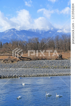 Azumino in winter: Swans on the Sai River 121956804