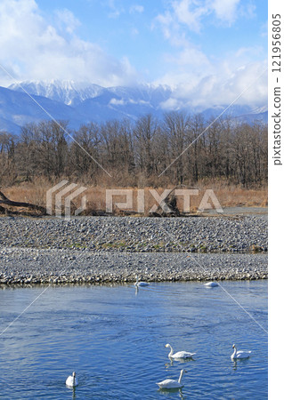冬天的安曇野,西川的天鵝 冬天的安曇野,西川的天鵝 121956805