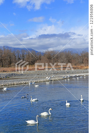 冬天的安曇野，西川的天鵝 121956806