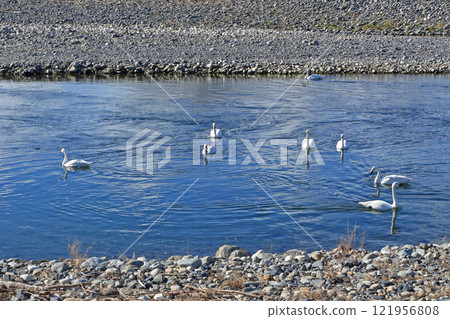 Azumino in winter: Swans on the Sai River 121956808