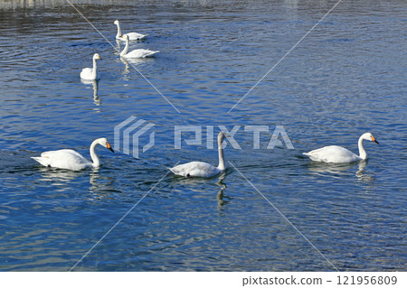 Azumino in winter: Swans on the Sai River Azumino in winter: Swans on the Sai River 121956809
