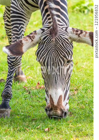 Grevy's zebra, lat Equus grevyi, also known as the imperial zebra eats green grass. Grevy's zebra, lat Equus grevyi, also known as the imperial zebra eats green grass. 121956832