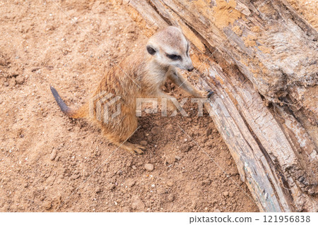 Meerkat suricatta family wildlife picture. Meerkat suricatta family wildlife picture. 121956838