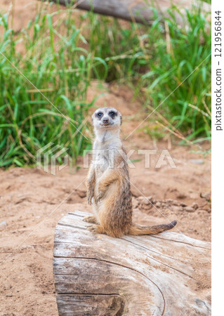 Meerkat, Suricata suricatta, on hind legs. Portrait of meerkat standing on hind legs with alert expression. Portrait of a funny meerkat sitting on its hind legs. 121956844