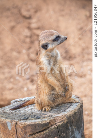 Meerkat, Suricata suricatta, on hind legs. Portrait of meerkat standing on hind legs with alert expression. Portrait of a funny meerkat sitting on its hind legs. 121956847