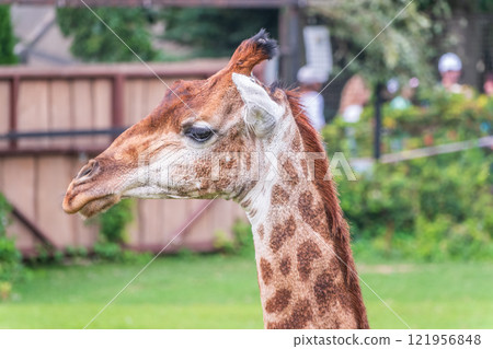 Close-up giraffe head on green leaves background Close-up giraffe head on green leaves background 121956848