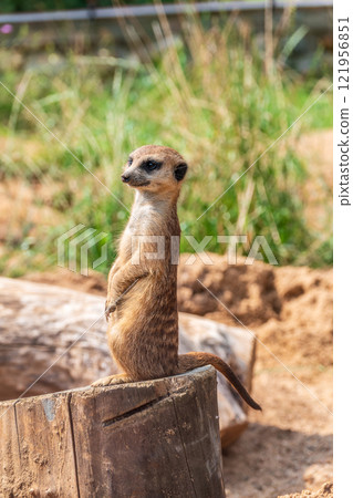 Meerkat, Suricata suricatta, on hind legs. Portrait of meerkat standing on hind legs with alert expression. Portrait of a funny meerkat sitting on its hind legs. 121956851
