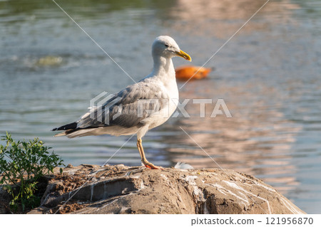 Seagull sits on stone cliff at the sea shore 121956870