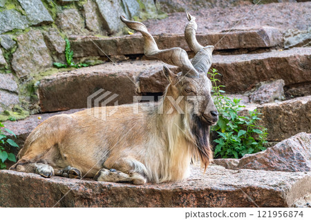Close-up portrait of Markhor, Capra falconeri, wild goat native to Central Asia, Karakoram and the Himalayas 121956874
