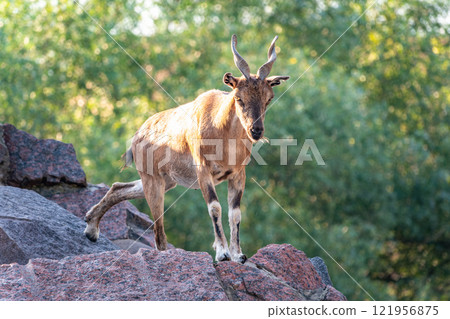 Markhor female on the rock. Latin name - Capra falconeri. Wild goat native to Central Asia, Karakoram and the Himalayas 121956875