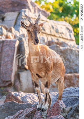 Markhor female on the rock. Latin name - Capra falconeri. Wild goat native to Central Asia, Karakoram and the Himalayas 121956882