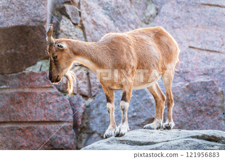Markhor female on the rock. Latin name - Capra falconeri. Wild goat native to Central Asia, Karakoram and the Himalayas 121956883