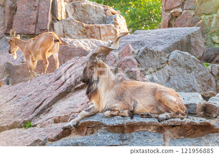 Markhor male and female on the rock. Latin name - Capra falconeri Markhor male and female on the rock. Latin name - Capra falconeri 121956885