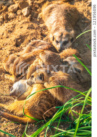 A group of cute meerkats. Meerkat Family are sunbathing. 121956896