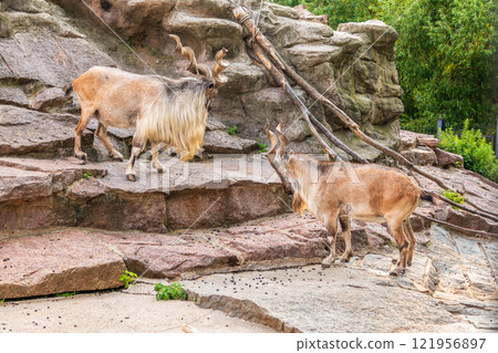 Two markhor males on the rock. Latin name - Capra falconeri Two markhor males on the rock. Latin name - Capra falconeri 121956897