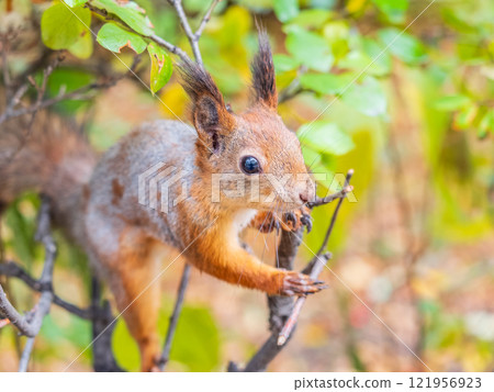Portrait of a squirrel on a tree trunk Portrait of a squirrel on a tree trunk 121956923