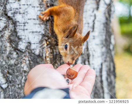 A squirrel in the autumn eats nuts from a human hand. Eurasian red squirrel, Sciurus vulgaris A squirrel in the autumn eats nuts from a human hand. Eurasian red squirrel, Sciurus vulgaris 121956925