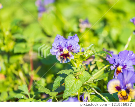 A viola pansy found in the botanical garden. viola tricolor, little pansy 121956927