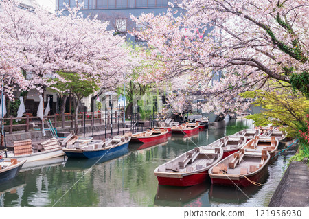 boats and pink sakura cherry tunnel at Suigo river, Yanagawa 121956930