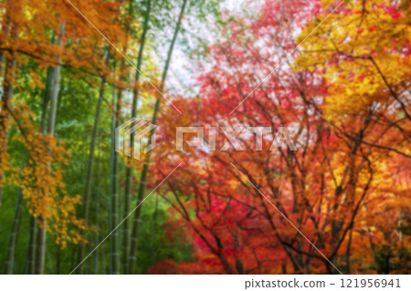 Blue colorful fall foliage leaves and green bamboo grove, Arashiyama Blue colorful fall foliage leaves and green bamboo grove, Arashiyama 121956941