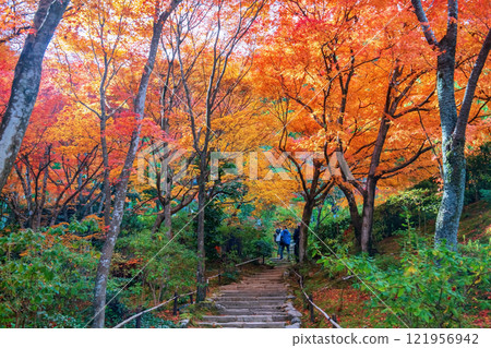 people enjoy colorful fall leaves garden at Jojakkoji Temple, Arashiyama 121956942
