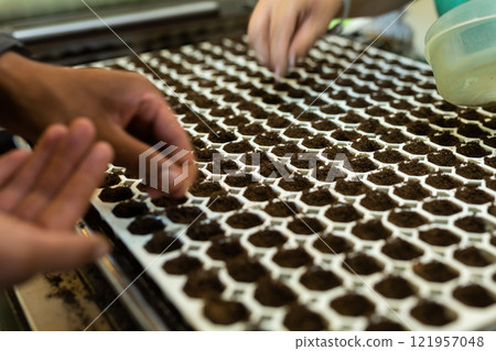 Hands of farmer planting seeds in soil in nursery tray on seed planting conveyor 121957048